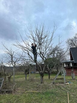 Rez (strihanie) ovocnych stromov - 3