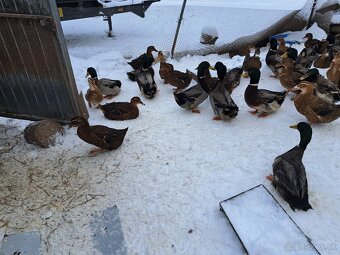 Ruánska kačica - 3