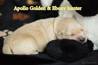 Zlatý retriever - 3