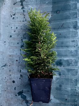 Na predaj: Thuja occidentalis – 30 cm zdravé sadenice - 3