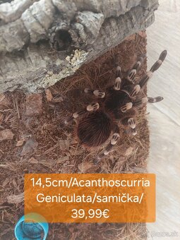 Sklípkani, Tarantule, Pavúky, Vtáčkare - 3