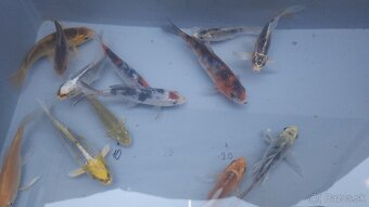 Predám Japonské butterfly koi kapre aj normálne - 3