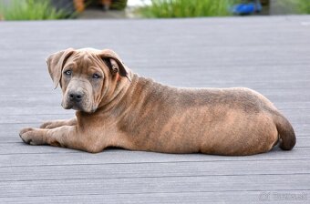 Šteniatka American Bully XL s pp na predaj - 3