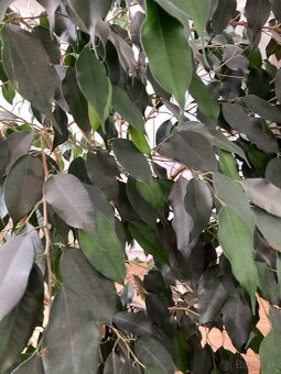 Predám izbový kvet FICUS BENJAMINA - 3