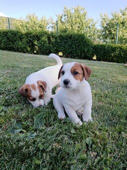 Jack Russell terier s PP - 3