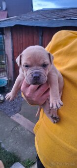 American Bully - 3