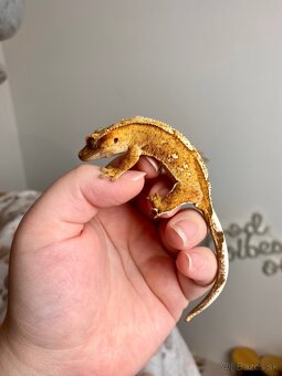 Pagekon riasnaty - 3