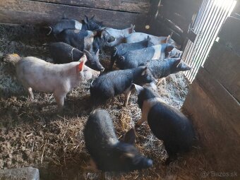 Predám odstavčatá krížence mangalica s preštickým - 3