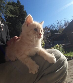 Perzské mačiatko - 3