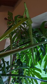 Monstera deliciosa - 3