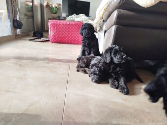 Predám šteniatka Labradoodle - 3