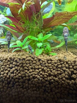 prisavnik-ancistrus - 3