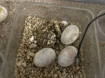 Korytnacka suchozemska - 3