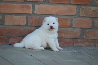 Shiba s PP - 3