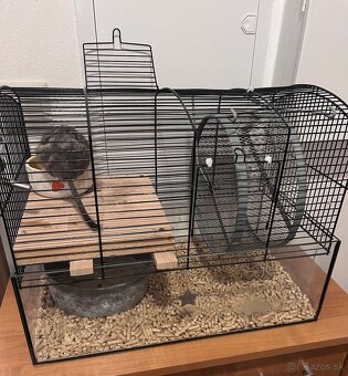 Osmak degu DARUJEM - 3