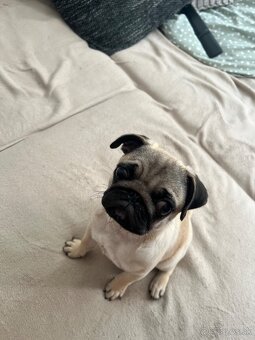 Mops - 3