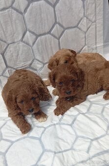Cavapoo - 3
