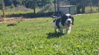 Anglický springerspaniel.. - 3