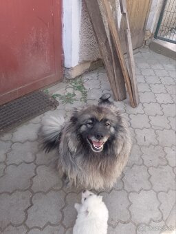 Nemecký vlčí špic - 3
