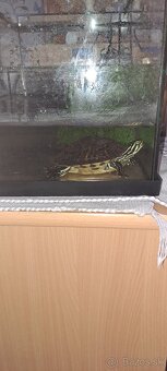 Lampa zdarma - KORYTNAČKA + AKVÁRIUM s príslušenstvom - 3