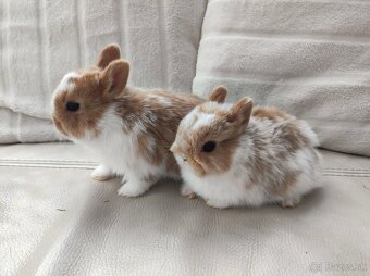 Zdrobneny králik - 3