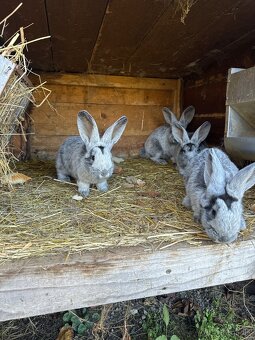 Samica VSS aj z mladými - 3