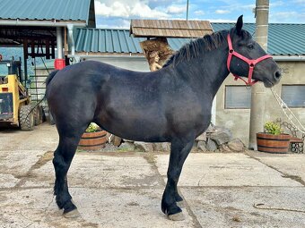 Predám kobylu - Percheron - 3