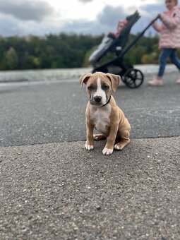 Stafordširsky terier - 3