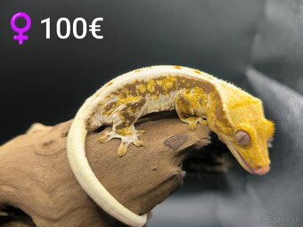 PAGEKON RIASNATY - 3