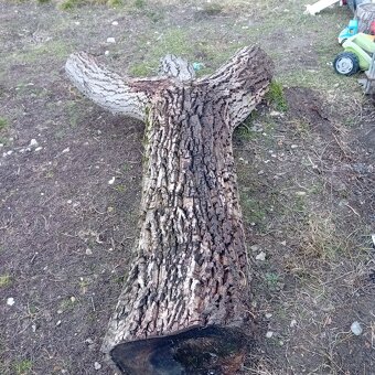 Orechový  kmeň - 3