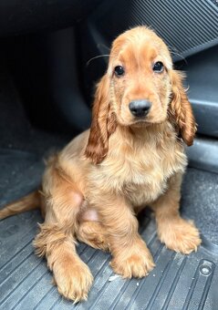 Anglicky kokeršpaniel - 3