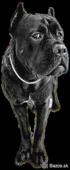 Cane Corso na krytie - 3