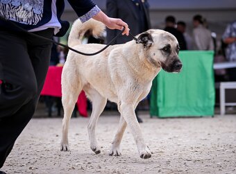 Kangal štěňata - rezervace - 3