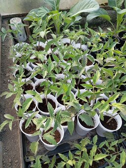 Priesady rajčin papriky a chilli - 3