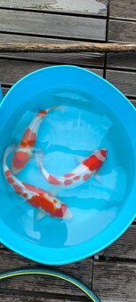 Japonske koi kapre - 3