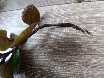 Plectranthus purpuratus - 3