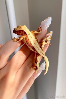 Pagekon riasnaty - 3