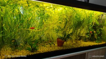 Predám akvárim 200L z komplet zariadením - 3