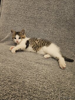 Darujem kocúrika - 3