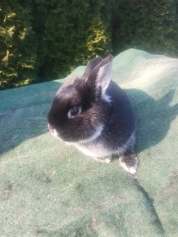 Zakrslý bielopesíkatý čierny - 3