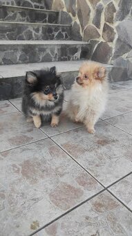 Pomeranian mini - 3