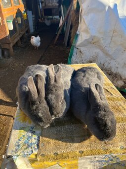 Viedenský modrý králik - 3