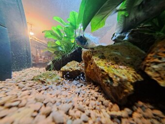 Akvárium juvel 125 - 3