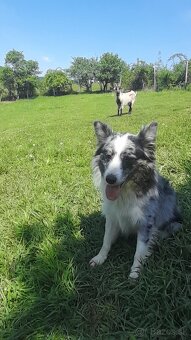 Border kolia blue merle - 3
