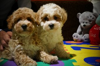 Maltipoo s doručením - 3