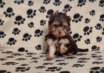 Choco,Čoko Yorkshire terrier - 3