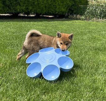 Shiba inu psýk s PP - 3