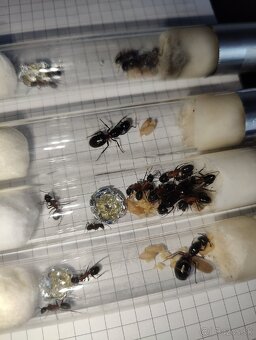 Predám kolónie mravcov Camponotus ligniperda - 3