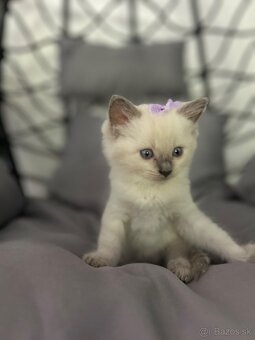 Ragdol, Ragdoll - 3