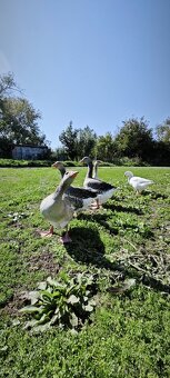 Predám husi na chov - 3